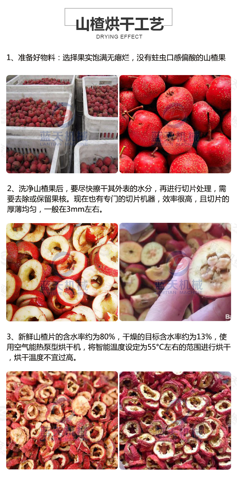 山楂片網帶烘干機烘干工藝