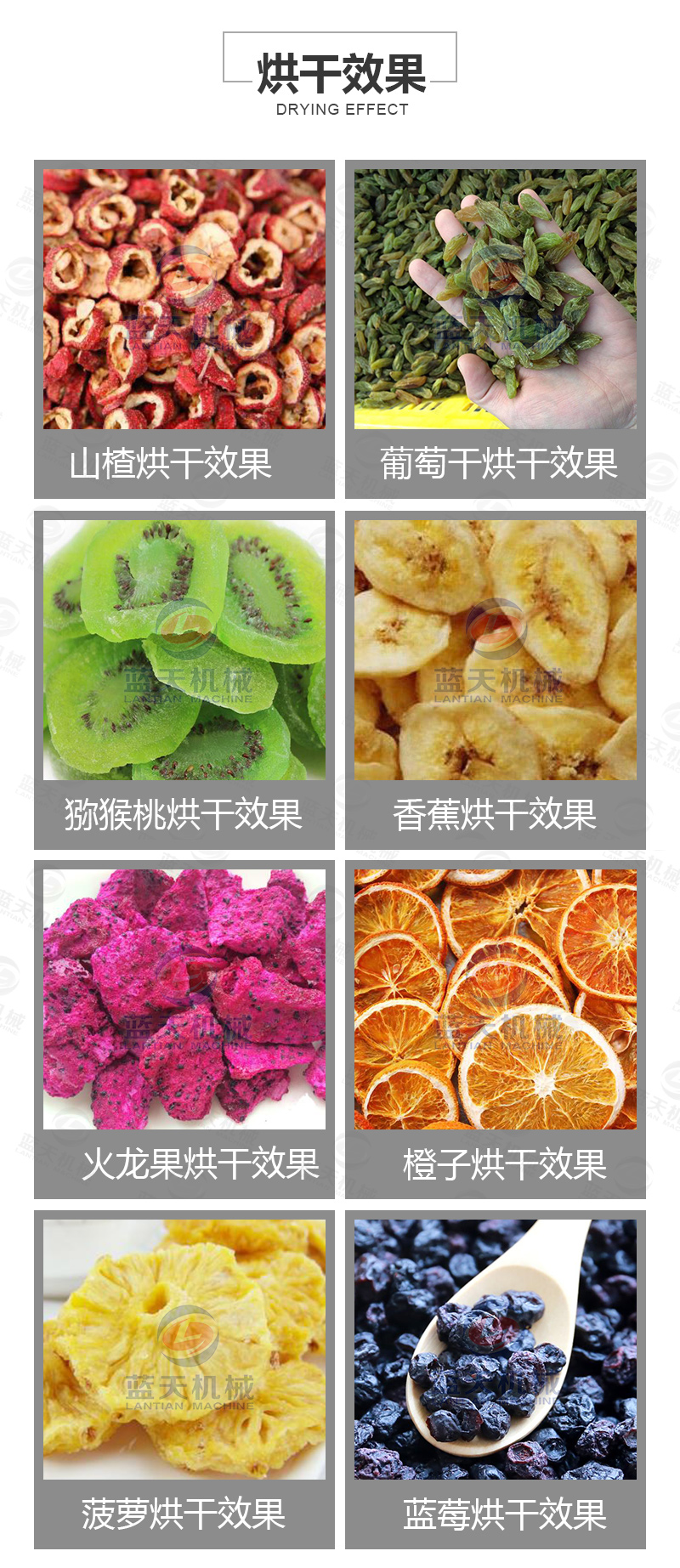 山楂片網帶烘干機烘干效果