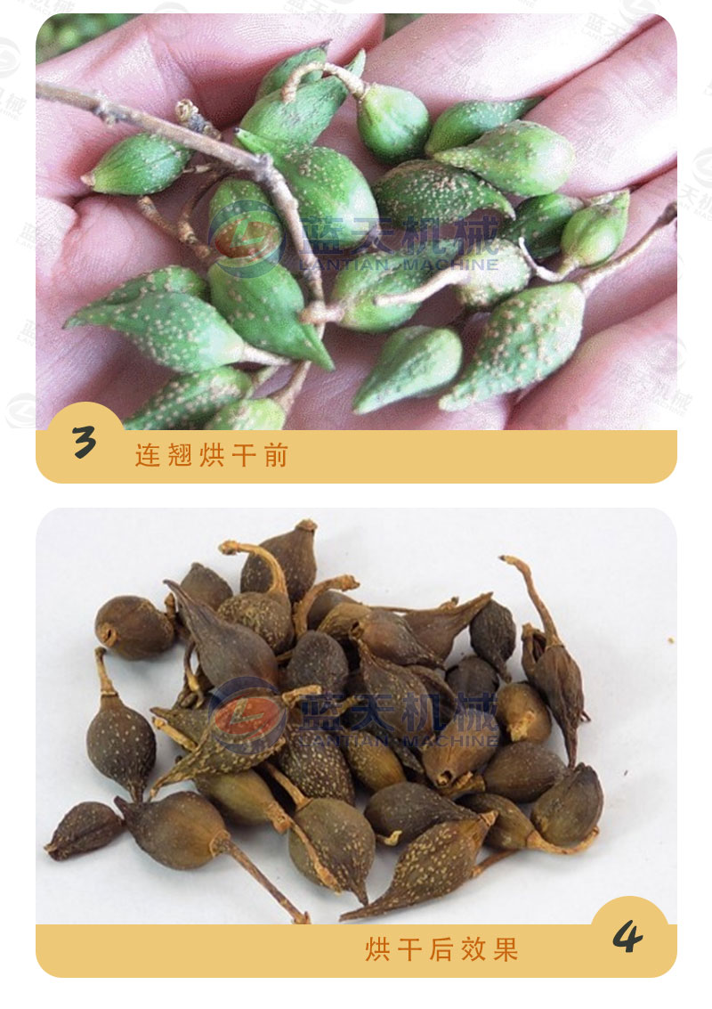 連翹網帶式烘干機烘干前后