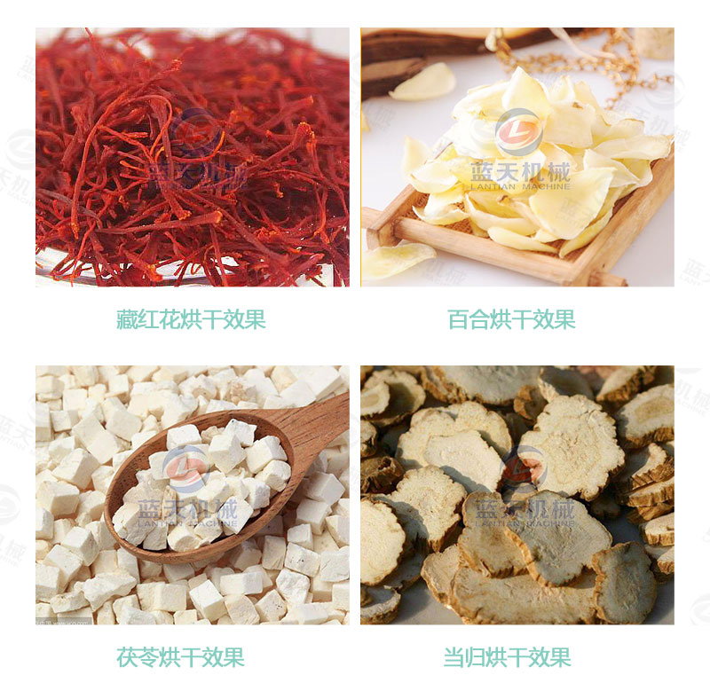 丹參網帶式烘干機烘干效果