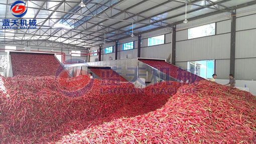 湖南辣椒網帶烘干機客戶現場