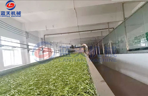 山西黃花菜網帶烘干機客戶現場