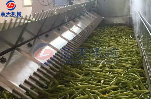 山西黃花菜網帶烘干機客戶現場